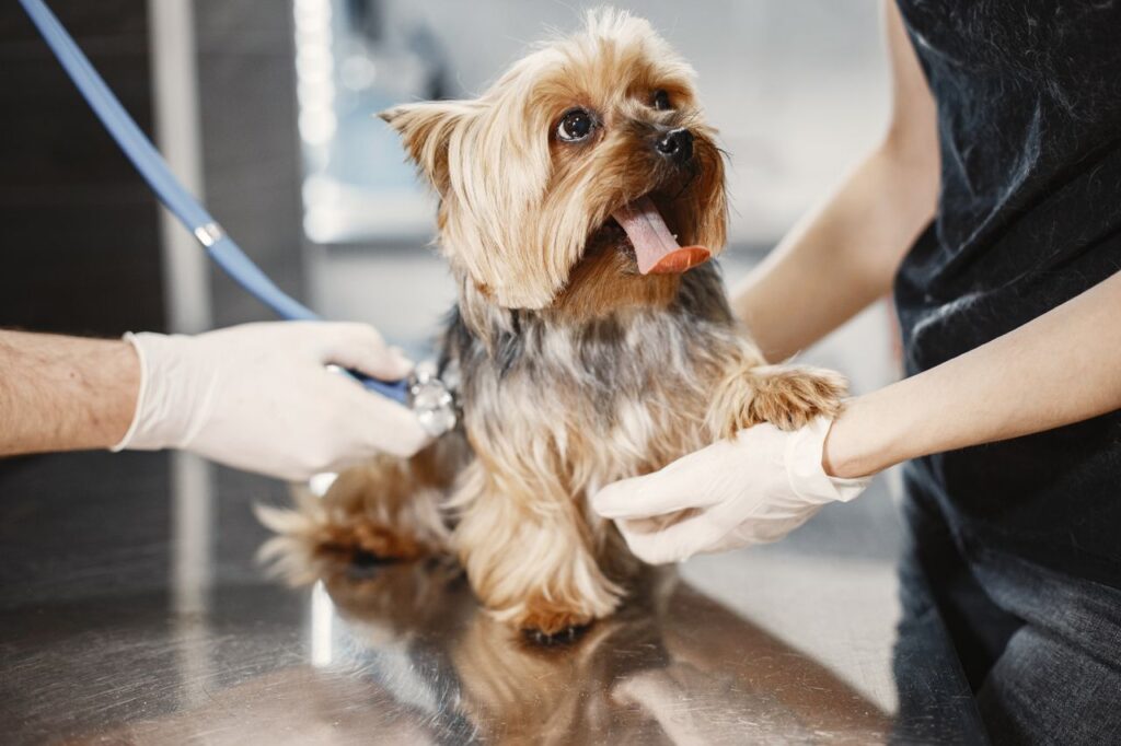 Veterinarian examining a young puppy during a wellness visit on its puppy vaccination schedule
