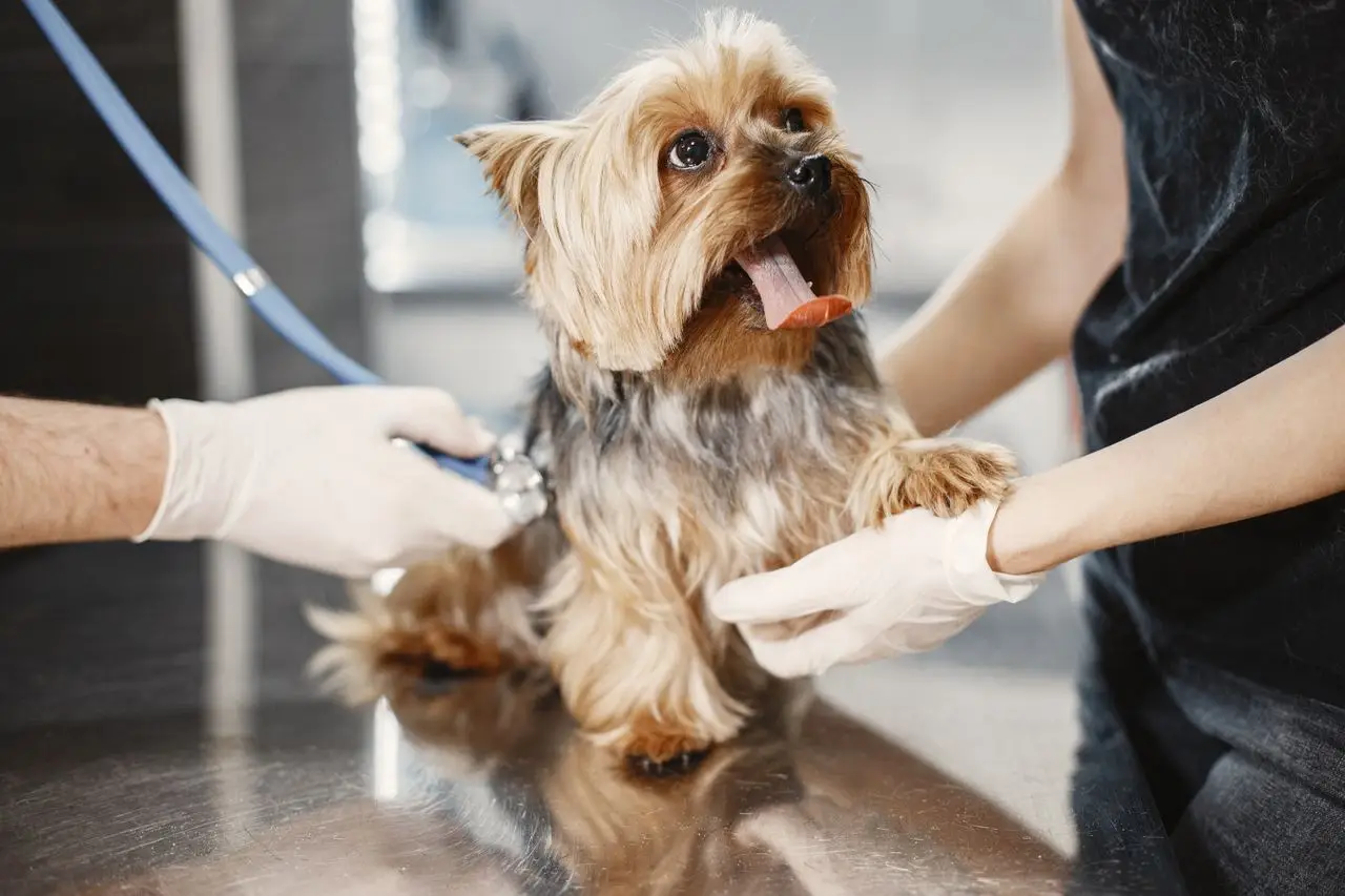 Veterinarian examining a young puppy during a wellness visit on its puppy vaccination schedule