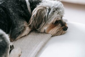 dog lying down on floor