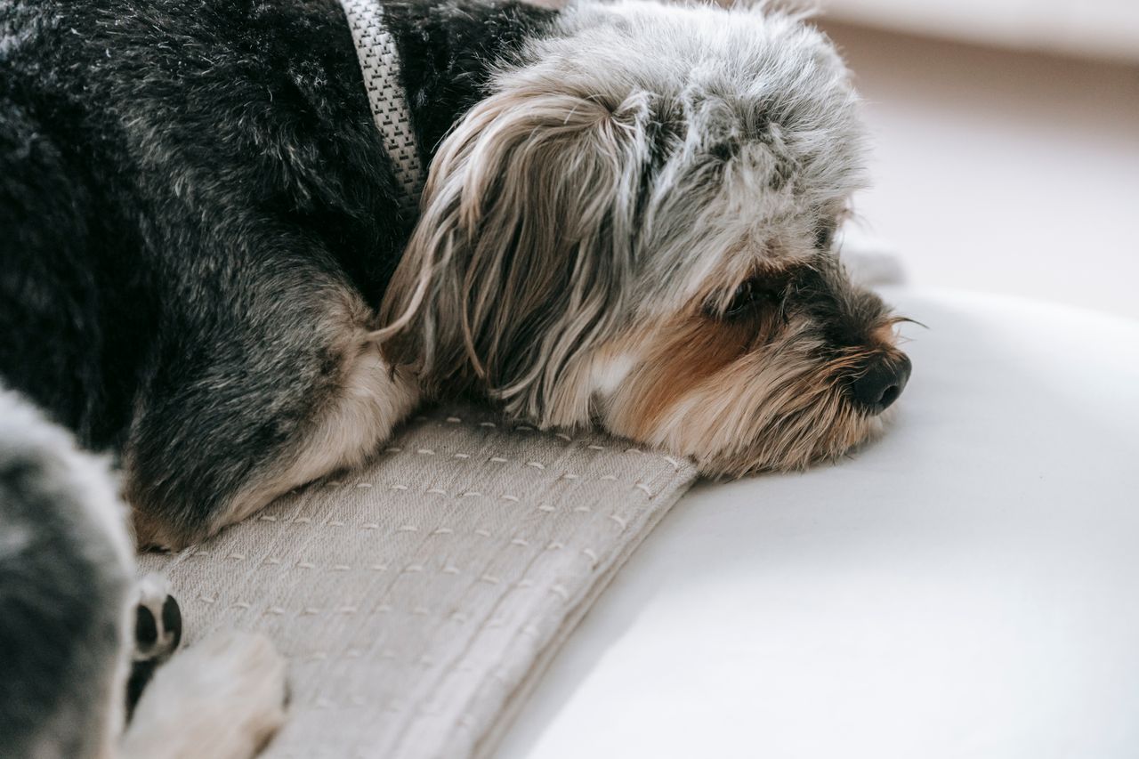 dog lying down on floor
