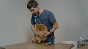 A veterinarian examining a dog during a checkup, early detection of cancer signs in pets