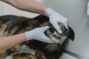 Veterinarian examining a dog's teeth during a dental check in Fraser Heights, Surrey