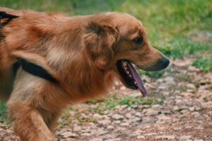 Dog panting in the shade on a hot summer day in Fraser Heights, Surrey