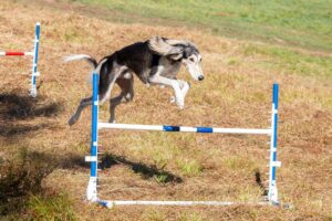 A Saluki dog gracefully jumps over a hurdle in an outdoor agility course, showcasing its speed and agility.